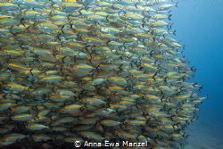 one open mouth
this shot was taken in Tulamben after the... by Anna Ewa Manzel 